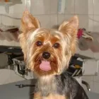 3 üzleti kép EBSZERVIZ KUTYAKOZMETIKA Egészség & Szépségápolás ban/ben Budapest