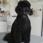 4 üzleti kép EBSZERVIZ KUTYAKOZMETIKA Egészség & Szépségápolás ban/ben Budapest