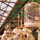 1 üzleti kép ECSERI MERCATO DELLE PULCI - GOODAPEST Üzleti szolgáltatások ban/ben Budapest