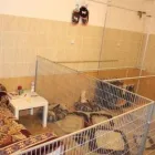 2 üzleti kép FENYVES KUTYAPANZIÓ ÉS KOZMETIKA Idegenforgalom & Utazás ban/ben Erdőkertes PE