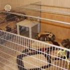 4 üzleti kép FENYVES KUTYAPANZIÓ ÉS KOZMETIKA Idegenforgalom & Utazás ban/ben Erdőkertes PE