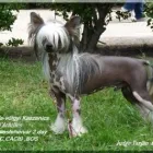 5 üzleti kép FUNDOKLIA-VÖLGYI KASZANICS KÍNAI MEZTELEN KUTYA KENNEL Ipar & Mezőgazdaság ban/ben Érd PE