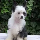 13 üzleti kép FUNDOKLIA-VÖLGYI KASZANICS KÍNAI MEZTELEN KUTYA KENNEL Ipar & Mezőgazdaság ban/ben Érd PE