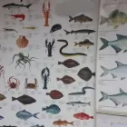 8 üzleti kép HALBOLT KO-DI BT. Halak, halértékesítés ban/ben Kaposvár SO