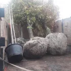 1 üzleti kép JAKSICS FAISKOLA Kert- és parképítés ban/ben Cegléd PE