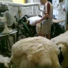 1 üzleti kép KECSKÉS SZŰCS Üzletek ban/ben Nagykőrös PE