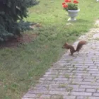 4 üzleti kép KISS APARTMANHÁZ Idegenforgalom & Utazás ban/ben Zamárdi SO