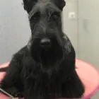 1 üzleti kép KUTYAKOZMETIKA ÉS SKÓT TERRIER KENNEL Ipar & Mezőgazdaság ban/ben Miskolc BZ