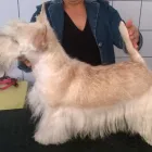 2 üzleti kép KUTYAKOZMETIKA ÉS SKÓT TERRIER KENNEL Ipar & Mezőgazdaság ban/ben Miskolc BZ