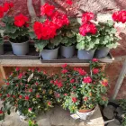 12 üzleti kép MELINDA VIRÁG- ÉS AJÁNDÉKBOLT Virágok, virágpiac, virágküldés ban/ben Balatonalmádi VE