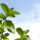 3 üzleti kép MENTA PATIKA Gyógyszertárak ban/ben Debrecen HB