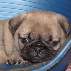 1 üzleti kép MY LITTLE GIANT MOPSZ KENNEL Ipar & Mezőgazdaság ban/ben Ajka VE
