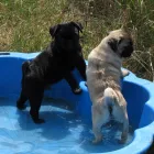 2 üzleti kép MY LITTLE GIANT MOPSZ KENNEL Ipar & Mezőgazdaság ban/ben Ajka VE