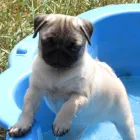 3 üzleti kép MY LITTLE GIANT MOPSZ KENNEL Ipar & Mezőgazdaság ban/ben Ajka VE