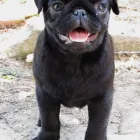 4 üzleti kép MY LITTLE GIANT MOPSZ KENNEL Ipar & Mezőgazdaság ban/ben Ajka VE