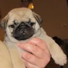 5 üzleti kép MY LITTLE GIANT MOPSZ KENNEL Ipar & Mezőgazdaság ban/ben Ajka VE