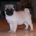 7 üzleti kép MY LITTLE GIANT MOPSZ KENNEL Ipar & Mezőgazdaság ban/ben Ajka VE