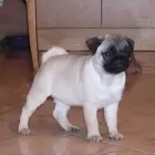 8 üzleti kép MY LITTLE GIANT MOPSZ KENNEL Ipar & Mezőgazdaság ban/ben Ajka VE