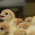 5 üzleti kép NAGISZ ZRT. Mezőgazdaság ban/ben Nádudvar HB