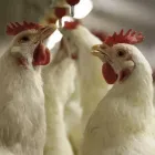 12 üzleti kép NAGISZ ZRT. Mezőgazdaság ban/ben Nádudvar HB