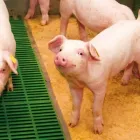 8 üzleti kép NAGISZ ZRT. Mezőgazdaság ban/ben Nádudvar HB