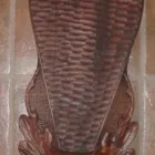 4 üzleti kép OSZTOPÁNYI IMRE Otthon és Építőipar ban/ben Szigetvár BA