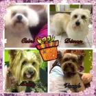 2 üzleti kép PINCSIFRIZUR KUTYAKOZMETIKA (GARÁZS) Üzletek ban/ben Tatabánya KE