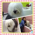 4 üzleti kép PINCSIFRIZUR KUTYAKOZMETIKA (GARÁZS) Üzletek ban/ben Tatabánya KE