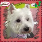 5 üzleti kép PINCSIFRIZUR KUTYAKOZMETIKA (GARÁZS) Üzletek ban/ben Tatabánya KE