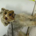 6 üzleti kép PINCSIFRIZUR KUTYAKOZMETIKA (GARÁZS) Üzletek ban/ben Tatabánya KE