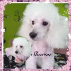 7 üzleti kép PINCSIFRIZUR KUTYAKOZMETIKA (GARÁZS) Üzletek ban/ben Tatabánya KE