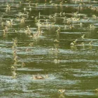 3 üzleti kép POLGÁRMESTERI HIVATAL TÓSZEG Önkormányzatok ban/ben Tószeg JN