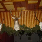 10 üzleti kép QUEEN VENDÉGLŐ Vendéglátás ban/ben Bágyogszovát GS