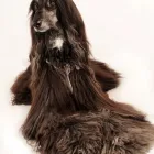 1 üzleti kép ROYAL KUTYAKOZMETIKA -KISÁLLATKOZMETIKA ban/ben Szolnok JN