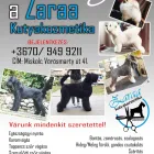 1 üzleti kép SCHNAUZER ÓRIÁS KUTYATENYÉSZTŐ - SZABÓ LILLA KUTYAKOZMETIKUS Kutyák, kutyakiképzés ban/ben Miskolc BZ