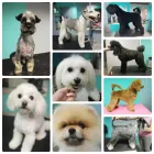 2 üzleti kép SCHNAUZER ÓRIÁS KUTYATENYÉSZTŐ - SZABÓ LILLA KUTYAKOZMETIKUS Kutyák, kutyakiképzés ban/ben Miskolc BZ