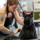 3 üzleti kép SCHNAUZER ÓRIÁS KUTYATENYÉSZTŐ - SZABÓ LILLA KUTYAKOZMETIKUS Kutyák, kutyakiképzés ban/ben Miskolc BZ