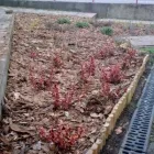 5 üzleti kép SZŐCS MIKLÓS KERTÉPÍTÉS Üzleti szolgáltatások ban/ben Solymár PE