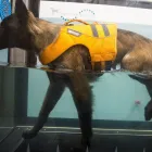 5 üzleti kép VEZÉR ÁLLATEGÉSZSÉGÜGYI CENTRUM KFT. Állategészségügyi szolgáltatások ban/ben Debrecen HB