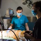 6 üzleti kép VEZÉR ÁLLATEGÉSZSÉGÜGYI CENTRUM KFT. Állategészségügyi szolgáltatások ban/ben Debrecen HB