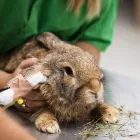 7 üzleti kép VEZÉR ÁLLATEGÉSZSÉGÜGYI CENTRUM KFT. Állategészségügyi szolgáltatások ban/ben Debrecen HB