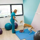 10 üzleti kép VEZÉR ÁLLATEGÉSZSÉGÜGYI CENTRUM KFT. Állategészségügyi szolgáltatások ban/ben Debrecen HB