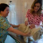 1 üzleti kép VEZÉR ÁLLATORVOSI RENDELŐ DR. BARTAKOVICS KATALIN Állatorvosok ban/ben Budapest PE