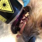 2 üzleti kép VEZÉR ÁLLATORVOSI RENDELŐ DR. BARTAKOVICS KATALIN Állatorvosok ban/ben Budapest PE