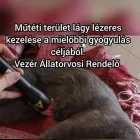 3 üzleti kép VEZÉR ÁLLATORVOSI RENDELŐ DR. BARTAKOVICS KATALIN Állatorvosok ban/ben Budapest PE