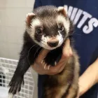 4 üzleti kép VEZÉR ÁLLATORVOSI RENDELŐ DR. BARTAKOVICS KATALIN Állatorvosok ban/ben Budapest PE