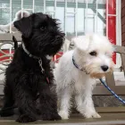 5 üzleti kép VEZÉR ÁLLATORVOSI RENDELŐ DR. BARTAKOVICS KATALIN Állatorvosok ban/ben Budapest PE