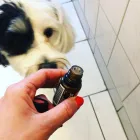 6 üzleti kép VEZÉR ÁLLATORVOSI RENDELŐ DR. BARTAKOVICS KATALIN Állatorvosok ban/ben Budapest PE