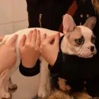 7 üzleti kép VEZÉR ÁLLATORVOSI RENDELŐ DR. BARTAKOVICS KATALIN Állatorvosok ban/ben Budapest PE