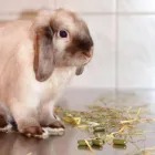 8 üzleti kép VEZÉR ÁLLATORVOSI RENDELŐ DR. BARTAKOVICS KATALIN Állatorvosok ban/ben Budapest PE